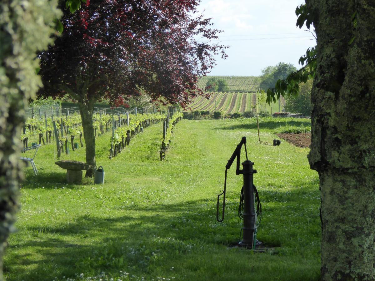 La Vigneraie De Laura: Gite Entre Vignes Et Chenes Sainte-Colombe  Kültér fotó
